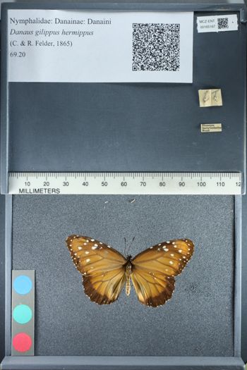 Media type: image;   Entomology 165167